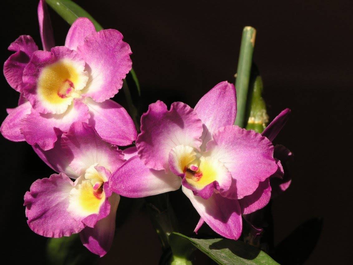 Орхидея дендробиум нобиле (dendrobium nobile): подробное описание, фото, виды и рекомендации по уходу в домашних условиях