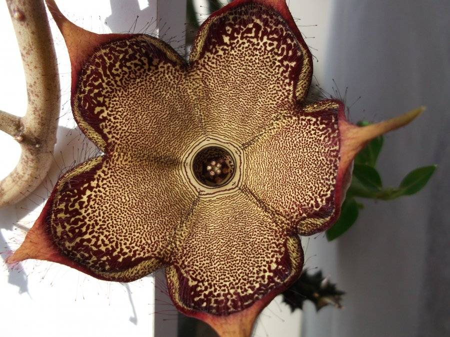 Стапелия (37 фото): уход за цветком в домашних условиях, виды с названиями стапелия пестрая и крупноцветковая, размножение растения черенками