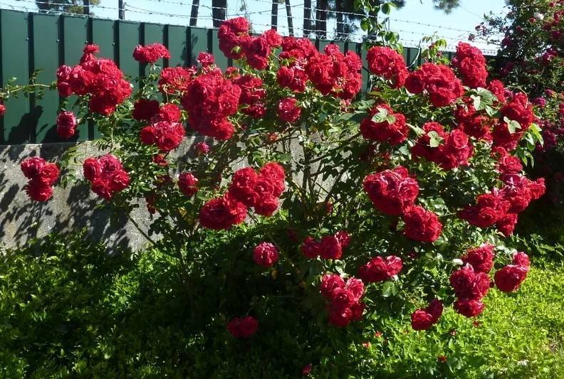 Роза симпатия плетистая: описание и характеристики сорта, посадка и уход