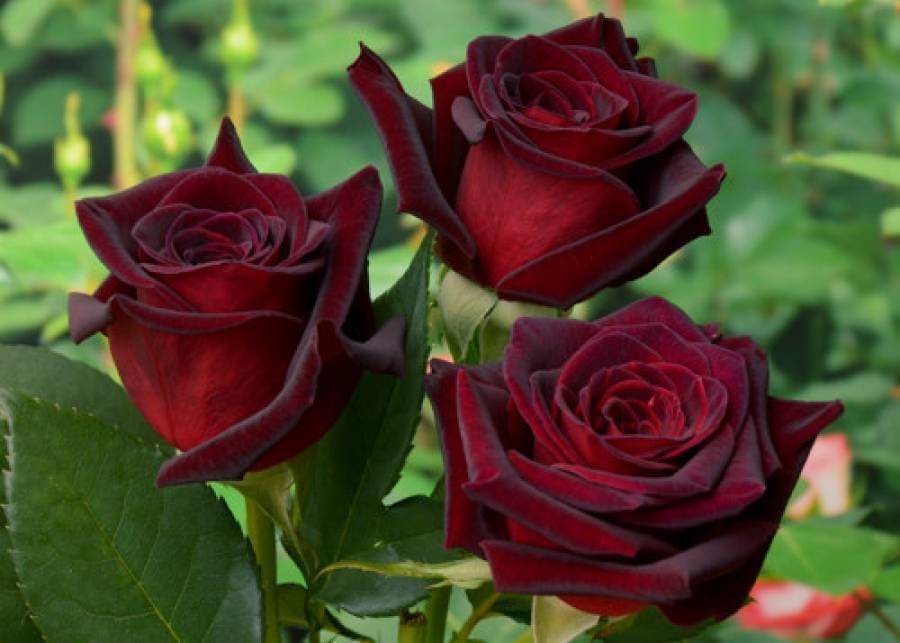 Цветок розы «чёрная магия» с его описанием, способы выращивания и ухода за ним