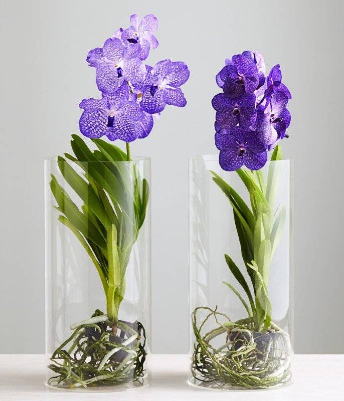 Орхидея ванда: отличительные черты и фото vanda, описание видов, а также особенности цветения, размножения, способы выращивания и тонкости ухода в домашних условиях