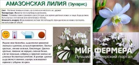 Амазонская лилия (эухарис): фото, уход за комнатным растением в домашних условиях