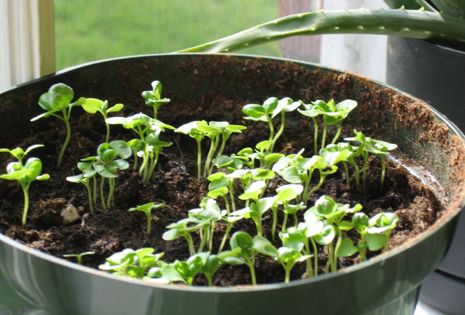 Как вырастить базилик из семян дома в горшке на подоконнике пошагово с фото