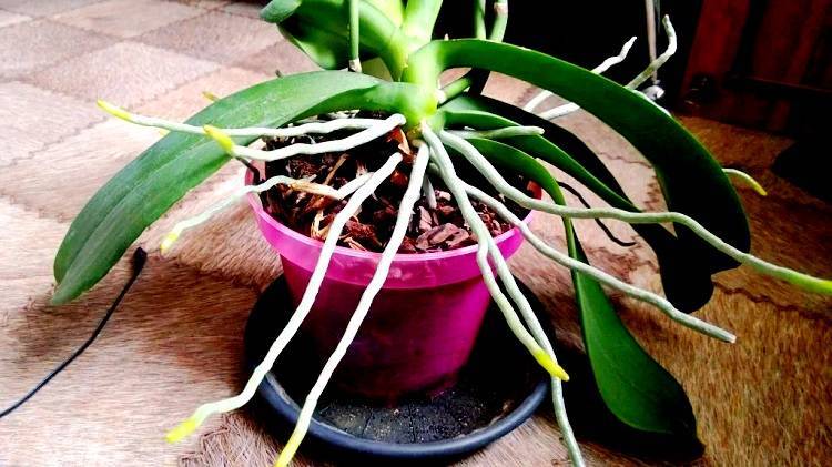 Что делать с воздушными корнями у орхидеи при пересадке, если их много или остались только сухие?