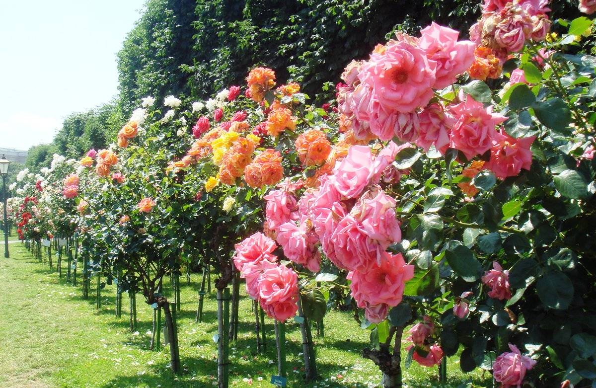 Нежная роза бельведер – очаровательный гибрид для сада и оранжереи