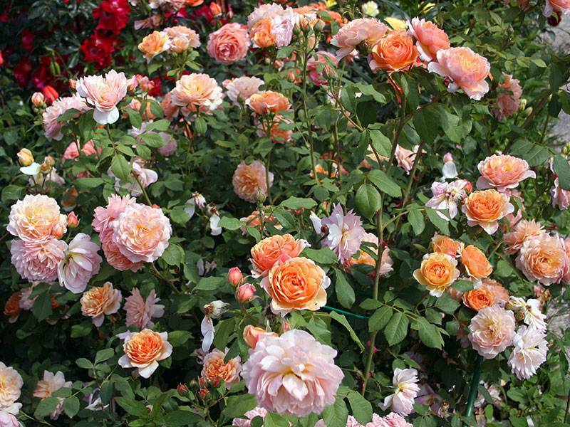 Особенности выращивания клер роуз розы