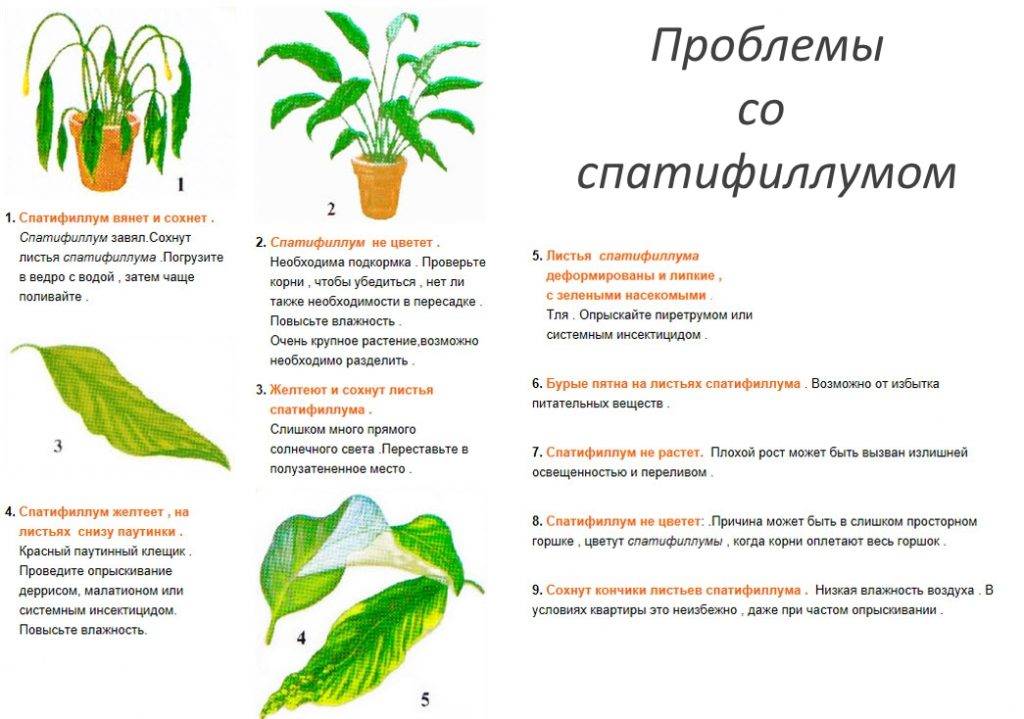 Когда цветёт кактус и как создать условия для цветения