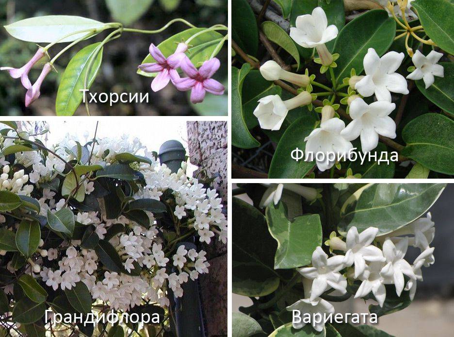 Стефанотис, или мадагаскарский жасмин — цветок невесты у вас дома
