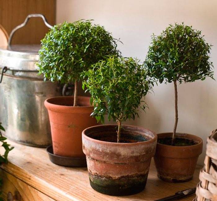 Нолина, или бокарнея — «бутылочное дерево». уход в домашних условиях. фото — ботаничка