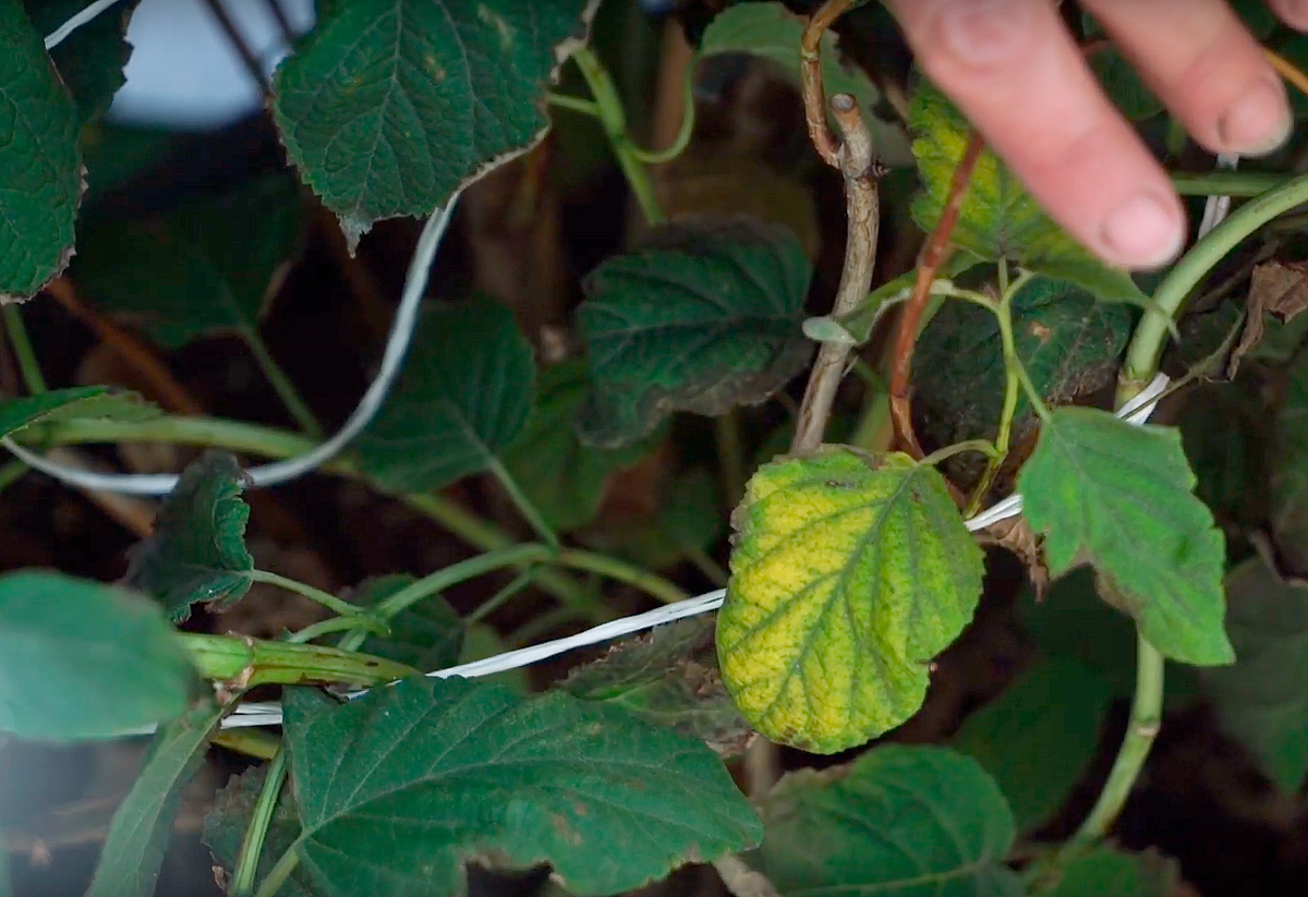 Почему у гортензии сохнут листья и как этого не допустить