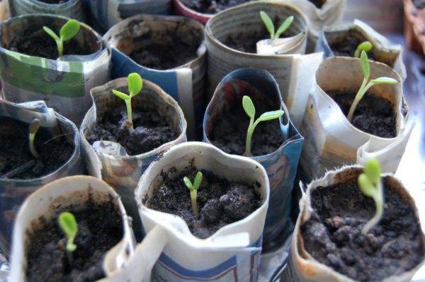 Выращивание люпина: инструкция, из семян, из рассады, посадка и уход