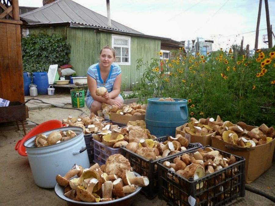 Как правильно вырастить грибы на садовом участке