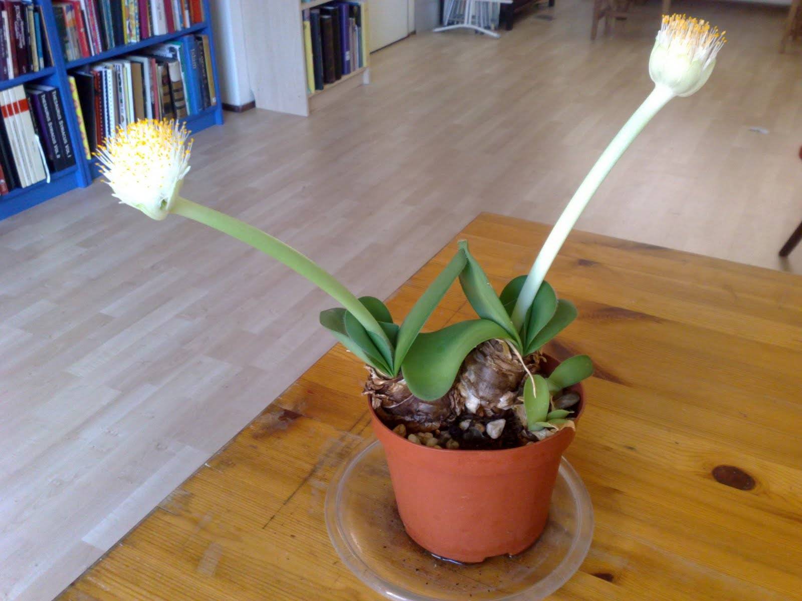 Цветок гемантус: уход и размножение в домашних условиях. фото растения