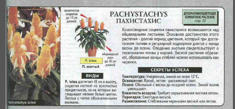 Пахистахис - фото цветка, уход в домашних условиях, размножение, цветение, обрезка