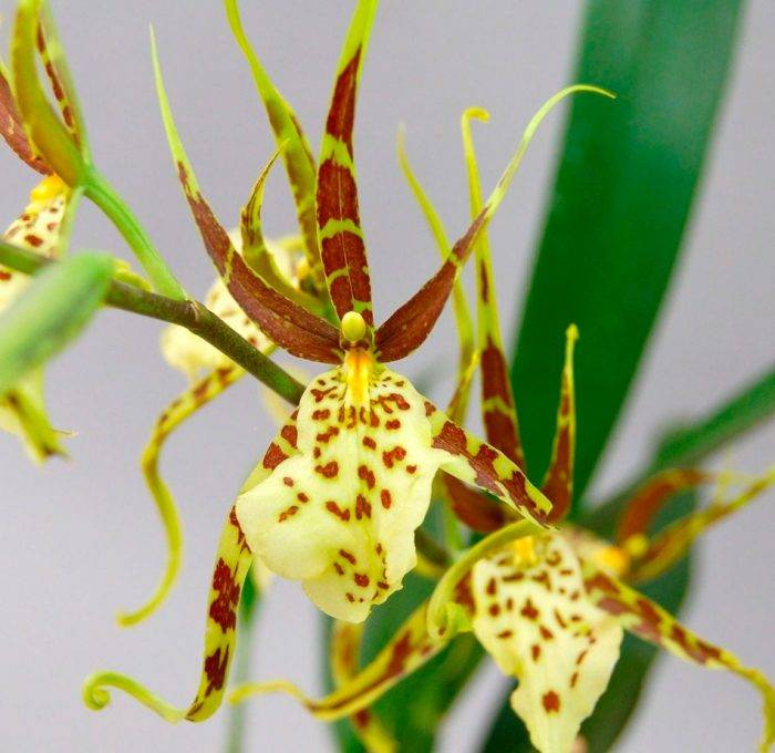 Орхидея брассия: фото цветка, посадка и уход в домашних условиях, а также почему называют пауком? русский фермер