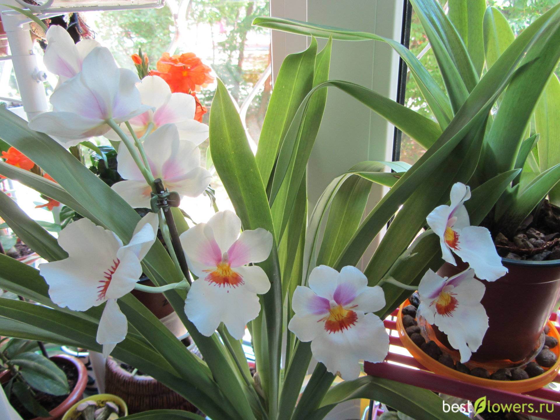 Орхидея мильтония: виды с фото и уход в домашних условиях