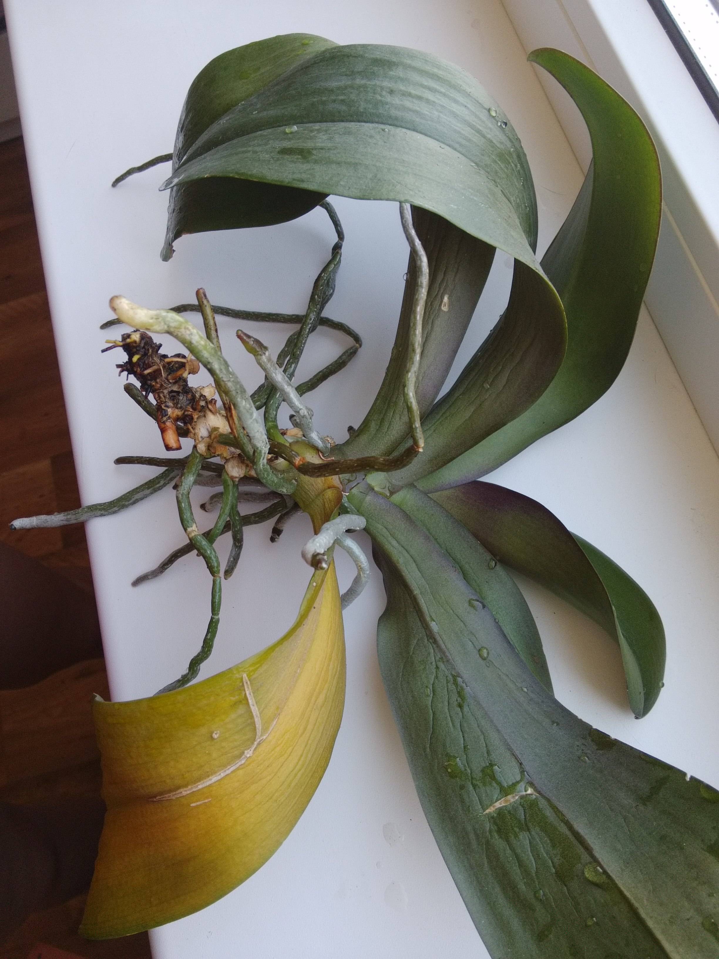 Как спасти орхидею без корней и как нарастить корни