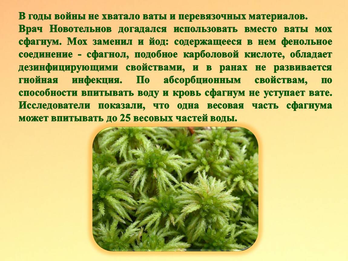Мох сфагнум (сфагновый, болотный, белый): свойства, применение в медицине, цветоводстве, когда, как лучше собирать в лесу »