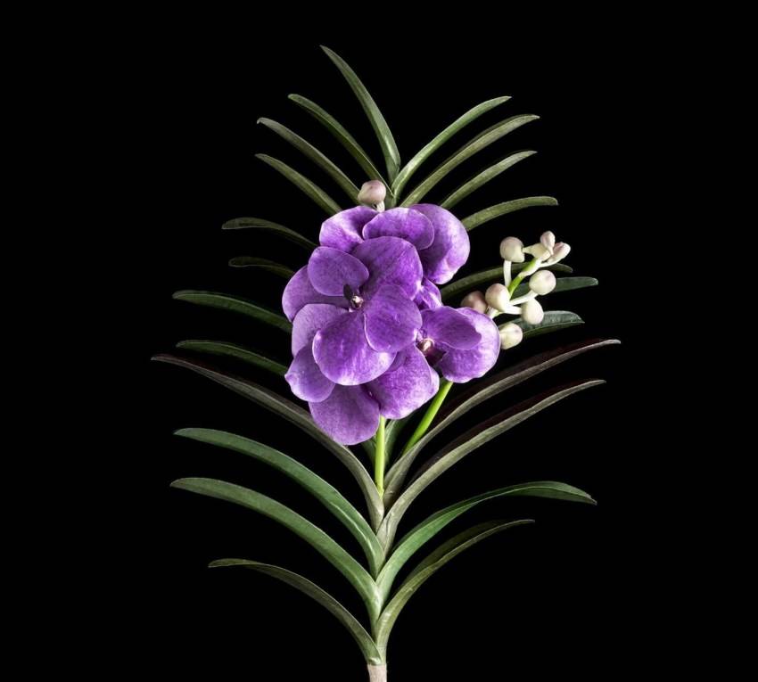 Орхидеи ванда (vanda): виды сорта (синяя, голубая) и прочие, описание, картинки и отзывы о них, а также выращивание в стеклянной вазе