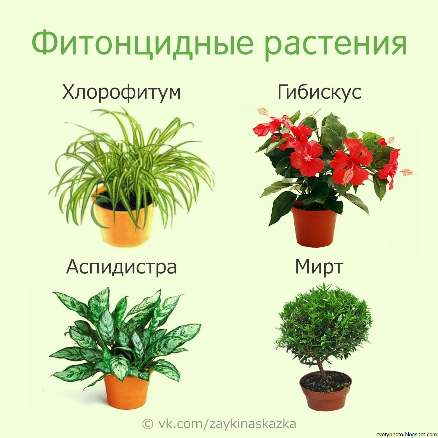 Полезные комнатные растения для дома