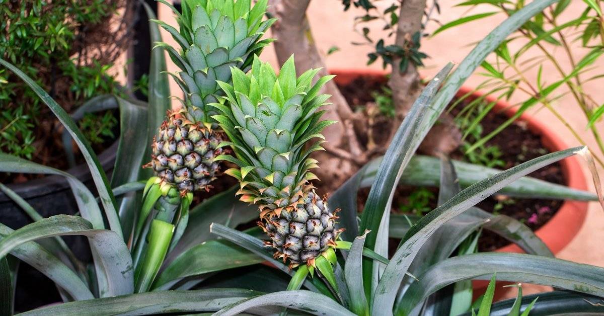 Экзотический ананас в природе, на плантациях и в домашних условиях