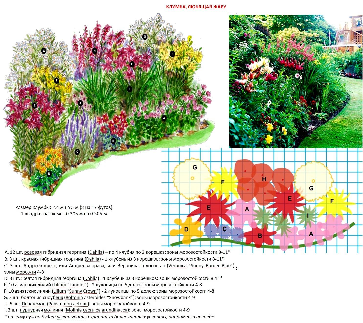 Флокс метельчатый в цветнике: лучшие идеи и подбор растений