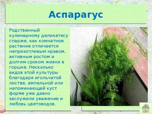 Аспарагус — выращивание и уход в домашних условиях. фото — ботаничка