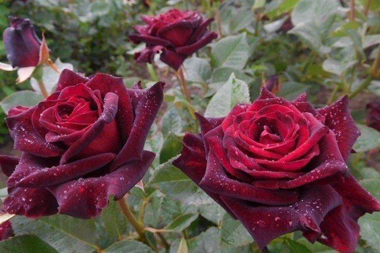 Black baccara – «чёрная роза», реальность или миф