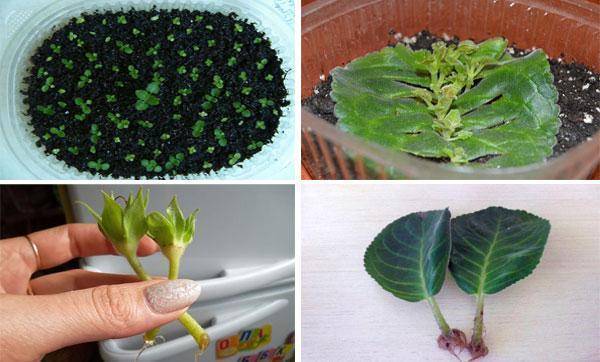 Размножение глоксинии листом, семенами в домашних условиях