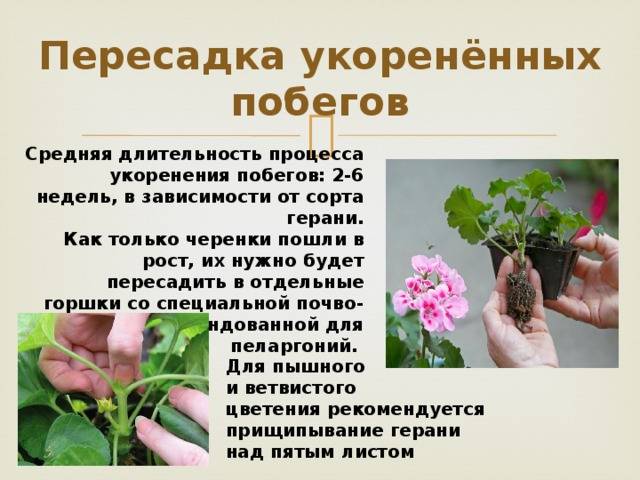 Герань: как посадить, как поливать, чем подкормить? лучший грунт для герани - sadovnikam.ru