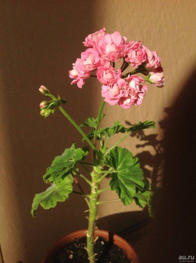 Пеларгония анита: фото растения, описание цветка, особенности ухода за ним и рекомендации по размножению selo.guru — интернет портал о сельском хозяйстве