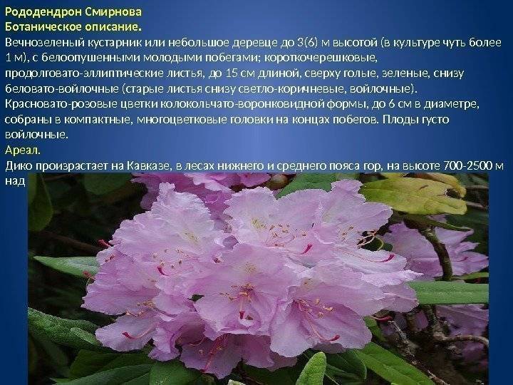 Кавказский вид рододендрона: применение в медицине, лечебные и профилактические свойства