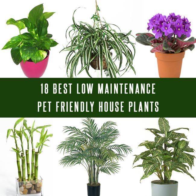 Растения опасные для домашних животных