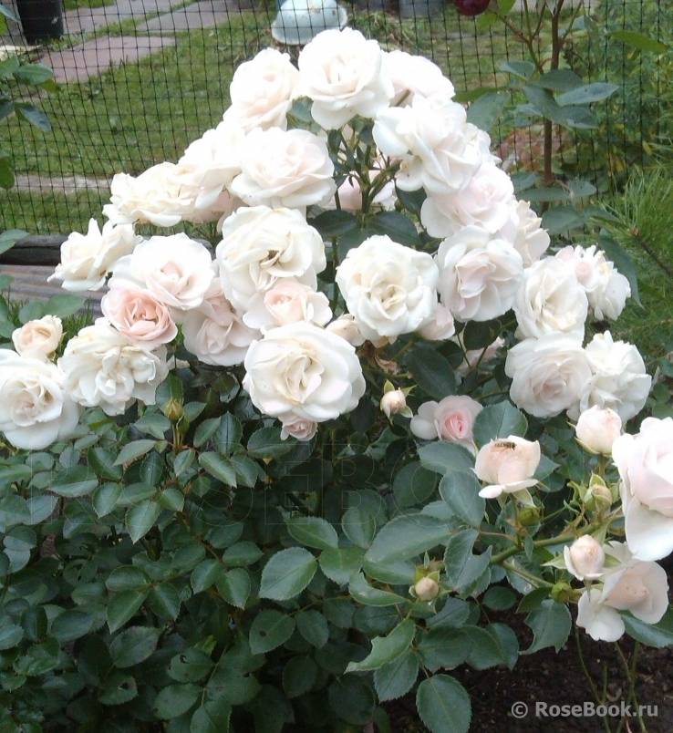Аспирин роза - описание и характеристики, плюсы и минусы, как вырастить | розоцвет