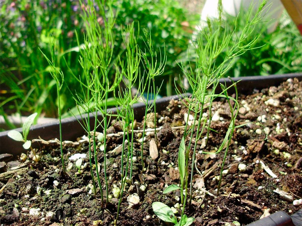 Как растет спаржа: выращивание и уход в открытом грунте