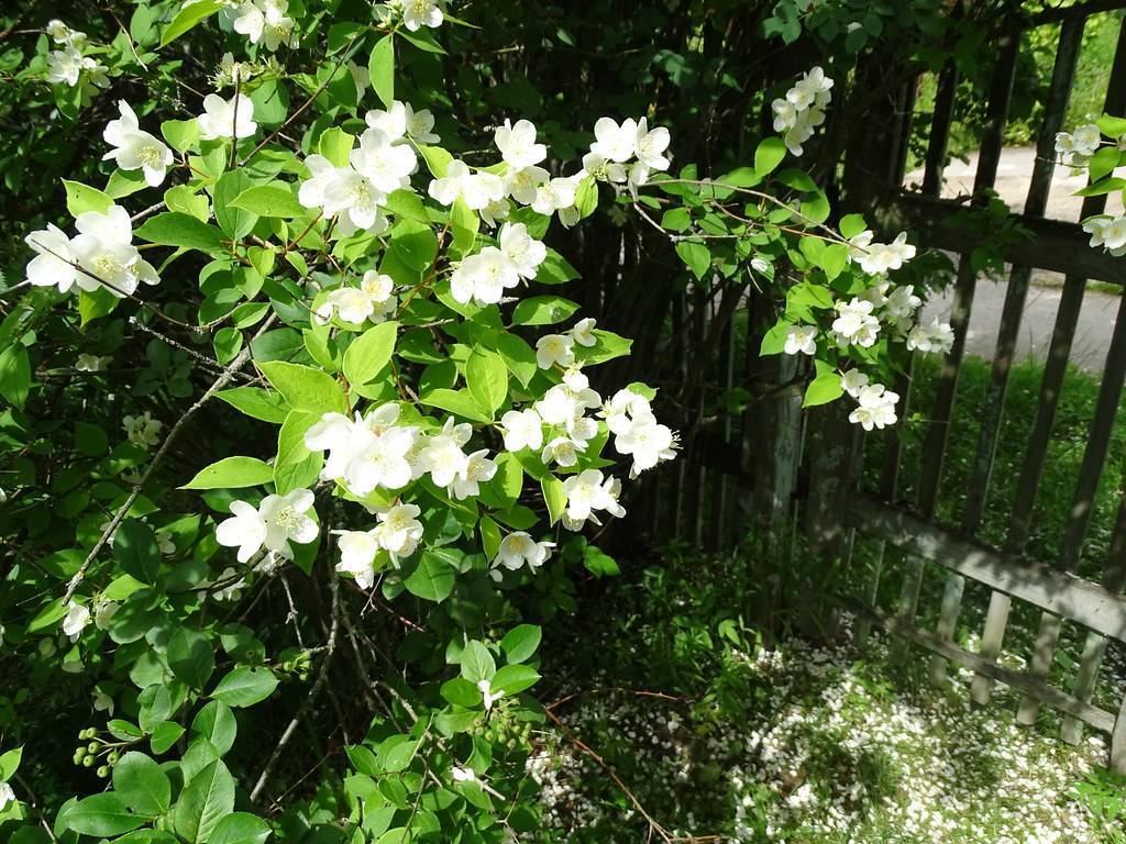 Душистый жасмин кустарник: посадка и уход в открытом грунте, выращивание и размножение растения чубушник