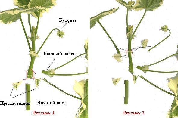 Пеларгония милфилд роуз: описание, особенности ухода и размножения, возможные болезни, фотодача эксперт