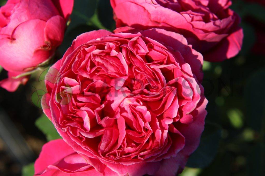Роза эрик таберли: описание, выращивание и уход. описание розы eric tabarly