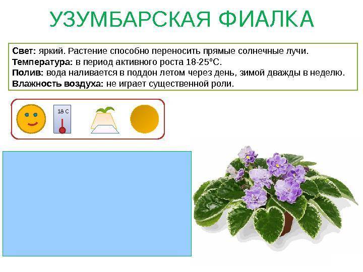 Сенполии: уход и выращивание - комнатное цветоводство - смолдача - портал дачников, садоводов и любителей загородной жизни
