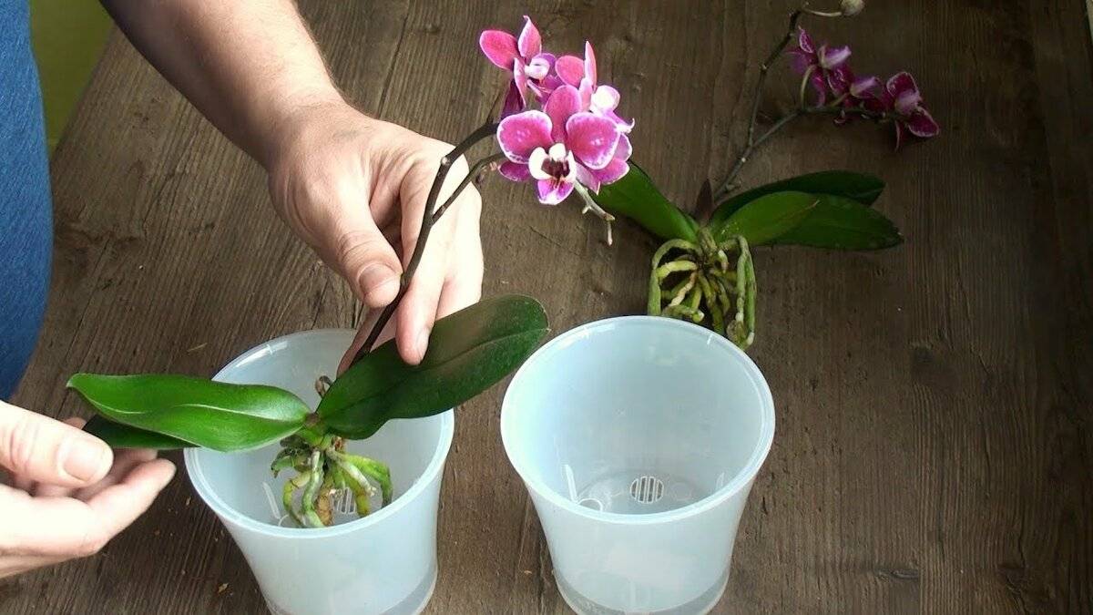 Уход за орхидеей: основные правила | cельхозпортал