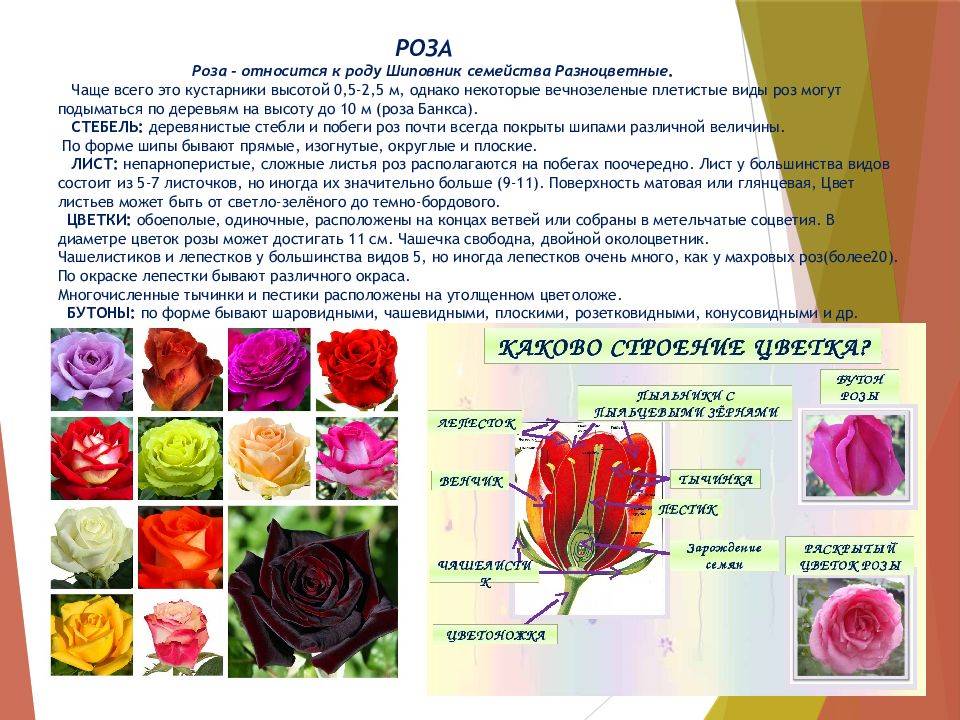 Роза грандифлора ?: характеристики, описание сорта,фото | qlumba.com