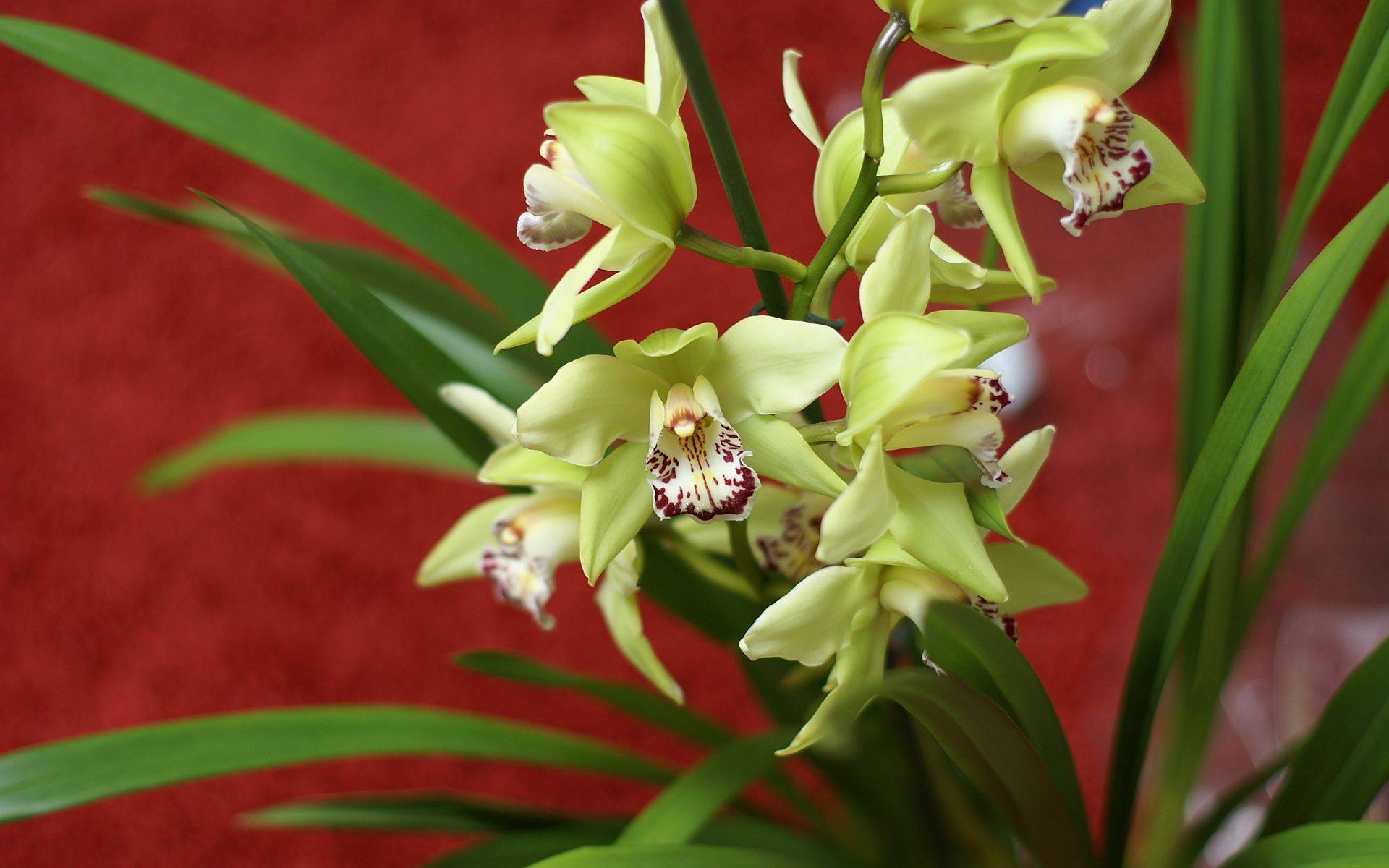 Орхидея цимбидиум: описание и фото видов, уход в домашних условиях, а также особенности цветения, посадки и размножения cymbidium
