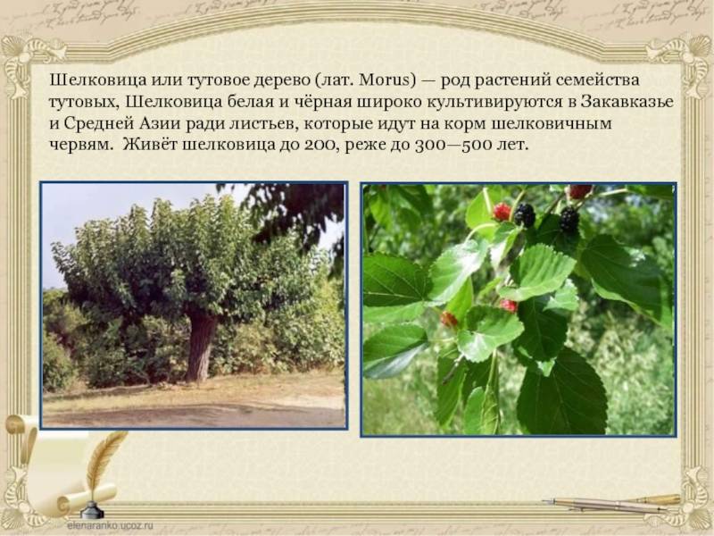 Шелковица: фото, описание сортов, полезные свойства ягод - sadovnikam.ru
