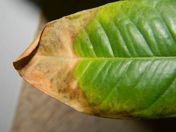 Описание болезней и вредителей калатеи: желтеют и сохнут листья по краям