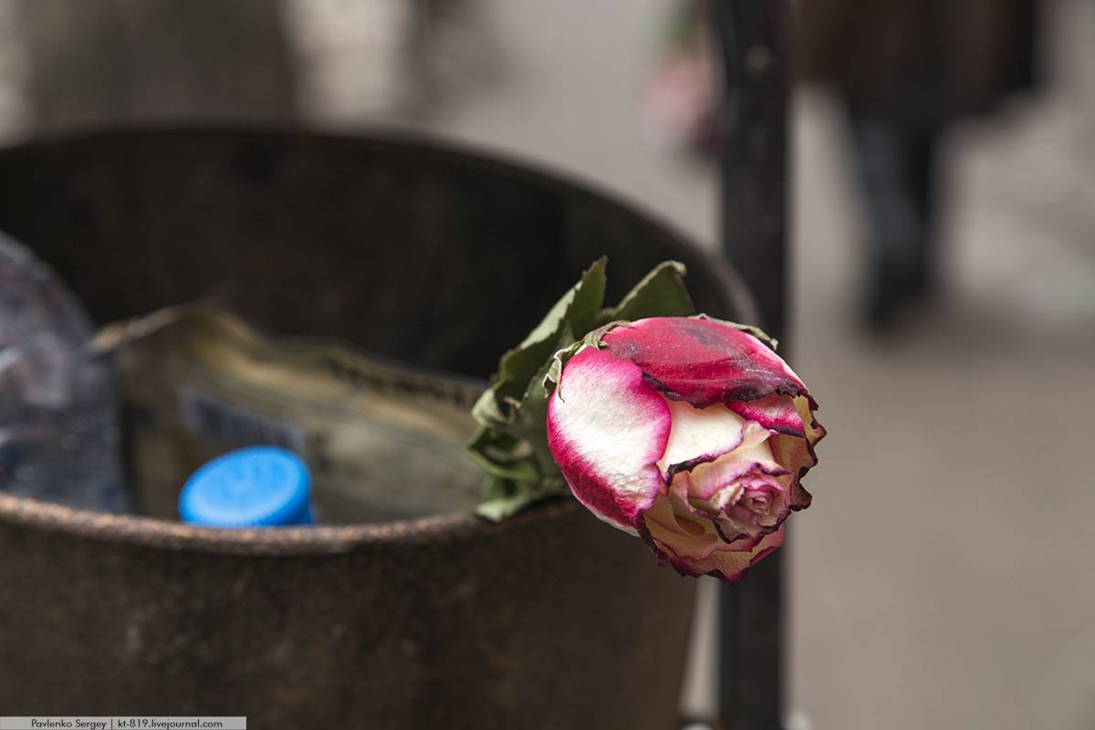 Что можно сделать с розами засохшими. что можно сделать из роз и их лепестков: топ-10 идей
