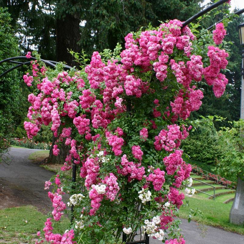 Роза супер дороти: секреты выращивания и обильного цветения