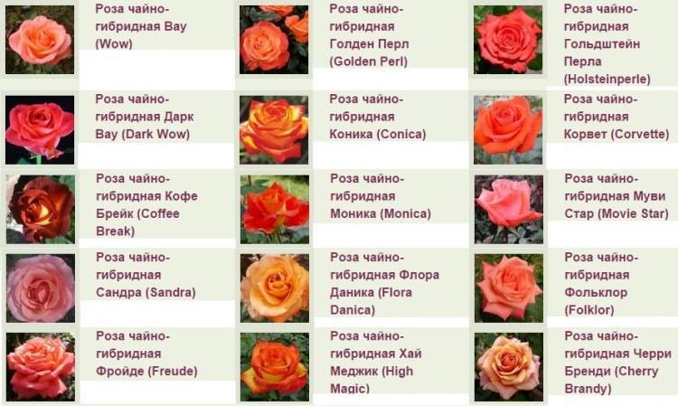 Розы чайно-гибридные- выращивание, современные технологии