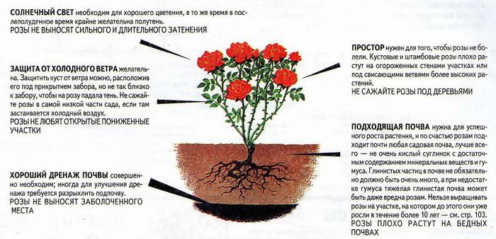 Особенности выращивания чайно-гибридных роз