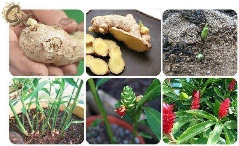 Имбирь: как вырастить экзотическое растение дома из магазинного корня