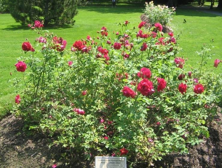 Канадская парковая роза: особенности роз и их достоинства